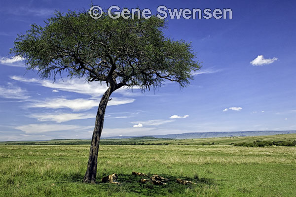A Nap in the Masai Mara