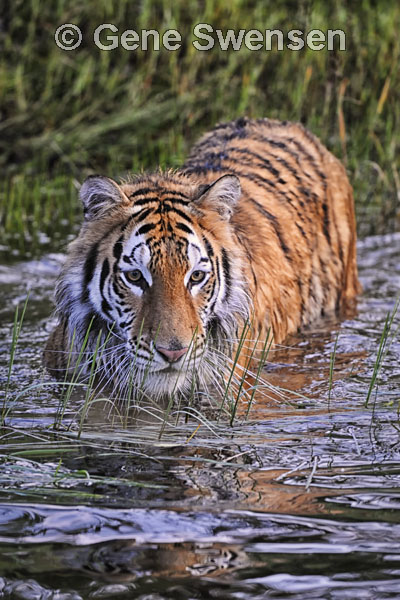 Syberian Tiger
